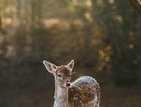 Web Development Solutions